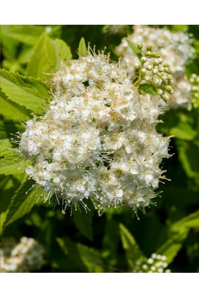 Ніжне цвітіння спіреї Альбіфлора влітку.